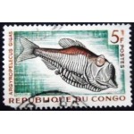 1961 Greater Silver Hatchetfish 5 1961 Greater Silver Hatchetfish 5