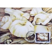 1984 MAX 106 Pleurotus sp. 9104