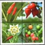 2015 C 3496 Pimentas Brasileiras M SET 2015 C 3496 Pimentas Brasileiras M SET