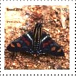 2016 C 3681 Mimoniades versicolor M 2016 C 3681 Mimoniades versicolor M
