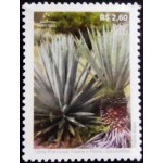 2022 C 4073 Agave sisalana M