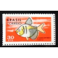 1969 C 1220 Gymnocorymbus Ternetzi M