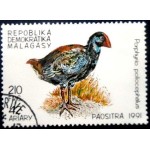 1991 Greyheaded Swamphen 1991 Greyheaded Swamphen