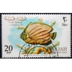 1966 AE KF 0066 Ornate Butterflyfish MCC