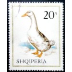 1967 AL 1214 Domestic Duck MCC 1967 AL 1214 Domestic Duck MCC
