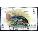 1966 AE KF 0063 Redbelly Tilapia MCC