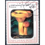 1999 AF 1845 False saffron milkcap MCC
