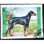 1972 AE SH 1292 Doberman PinscherA NCC 1972 AE SH 1292 Doberman PinscherA NCC