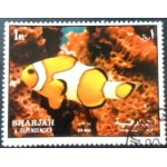 1972 AE SH 1200 Ocellaris Clownfish A NCC