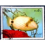 1972 AE SH 1196 Orangelined Triggerfish A NCC