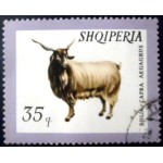 1966 AL 1031 Domestic Goat NCC 1966 AL 1031 Domestic Goat NCC