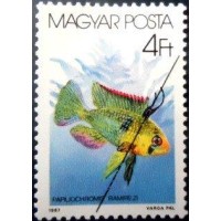1987 Ram Cichlid