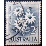1959 Flannel Flower