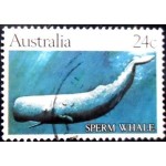 1982 Sperm Whale 1982 Sperm Whale