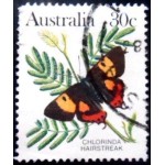 1983 Chlorinda Hairstreak 1983 Chlorinda Hairstreak
