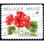 1999 Pelargonium Matador