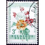 1960 Begonia