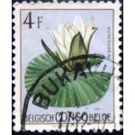 1952 Nymphaea maculata 1952 Nymphaea maculata