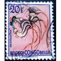 1952 Aristolochia congolana