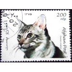 1997 AF 1729 Oriental Shorthair NCC