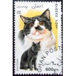 1996 AF 1703 British Shorthair NCC 1996 AF 1703 British Shorthair NCC