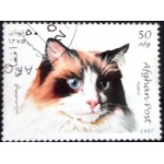 1997 AF 1727 Ragdoll NCC
