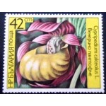 1986 Cypripedium calceolus 1986 Cypripedium calceolus