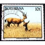 1992 Southern Oribi 1992 Southern Oribi