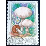 1984 Gilled Mushroom 1984 Gilled Mushroom