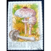 1984 Parasol