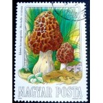 1984 Scotch Bonnet 1984 Scotch Bonnet