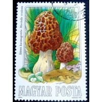 1984 Scotch Bonnet