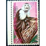 1975 Whiteheaded Capuchin 1975 Whiteheaded Capuchin
