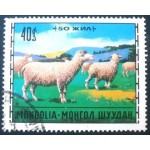 1971 Domestic Sheep 1971 Domestic Sheep