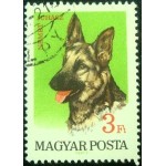 1967 German Shepherd