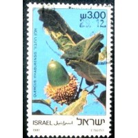 1981 Quercus ithaburensis