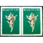 1977 C 0994 Murex Tenuivaricosus M PR