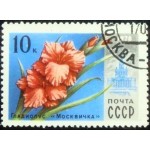 1978 Gladiolus Moscovite 1978 Gladiolus Moscovite