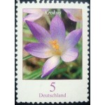 2005 Crocus tommasinianus 2005 Crocus tommasinianus