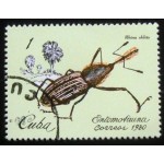 1980 Weevil