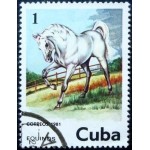 1981 Equus ferus caballus 1981 Equus ferus caballus