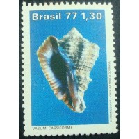 1977 C 0992 Vasum Cassiforme N