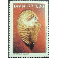 1977 C 0993 Strombus Goliath M