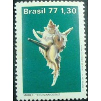 1977 C 0994 Murex Tenuivaricosus N