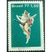 1977 C 0994 Murex Tenuivaricosus U