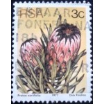 1979 Oleanderleaf Protea