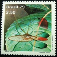 1979 C 1098 Cithaerias Aurora M