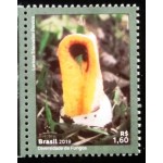 2019 C 3826 Clathrus Columnatus M