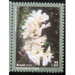 2019 C 3825 Hydnopolyporus Fimbriatus M