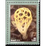 2019 C 3824 Clathrus Chrysomycelinus M